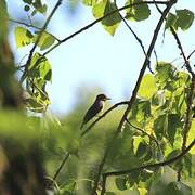 Spotted Flycatcher