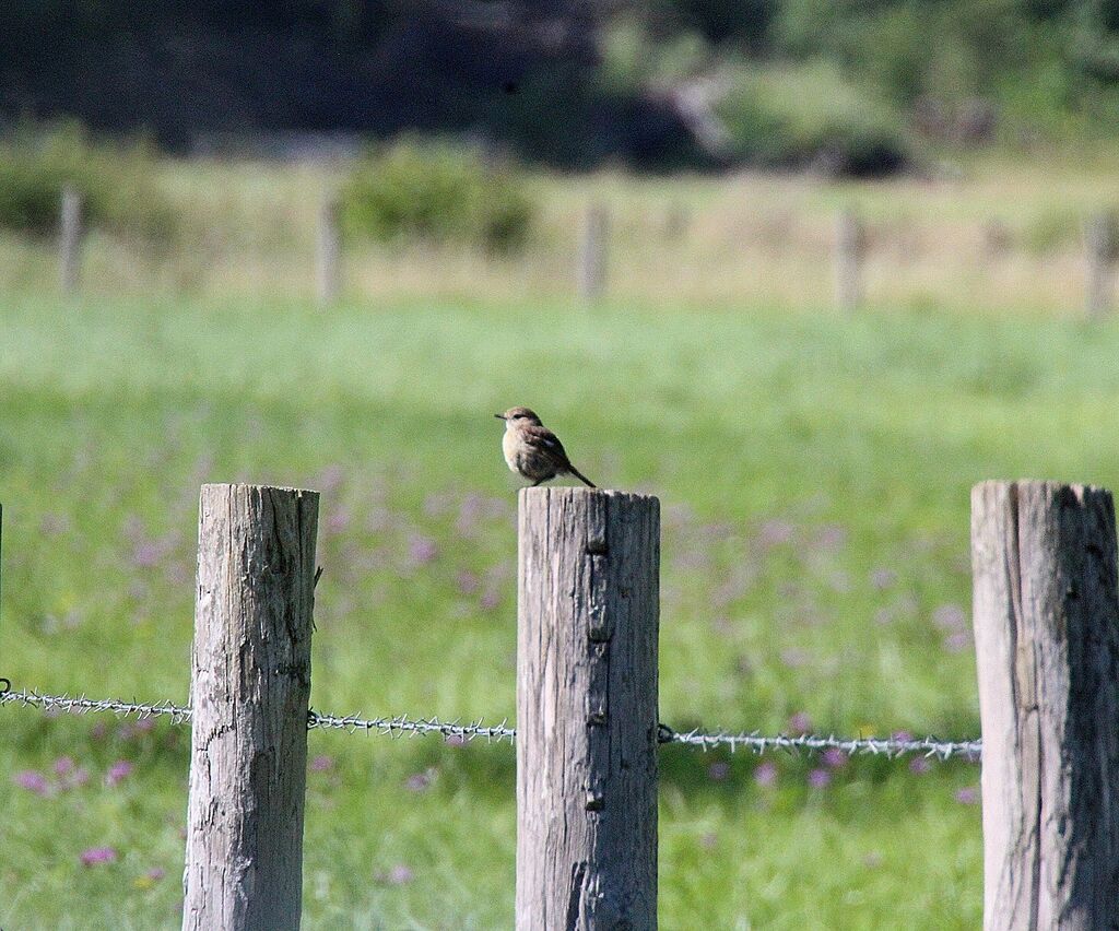 Spotted Flycatcher