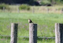 Spotted Flycatcher