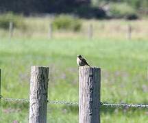 Spotted Flycatcher