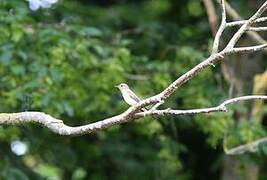 Spotted Flycatcher