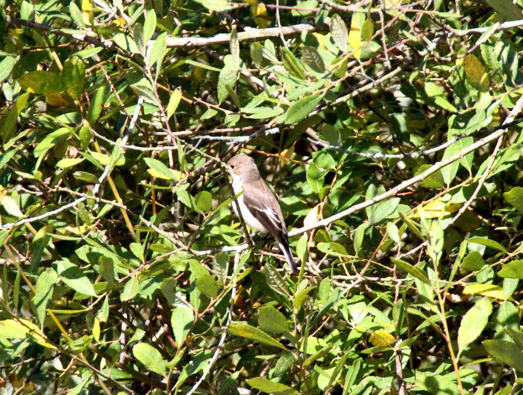 European Pied Flycatcher