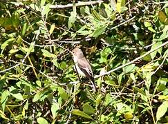 European Pied Flycatcher