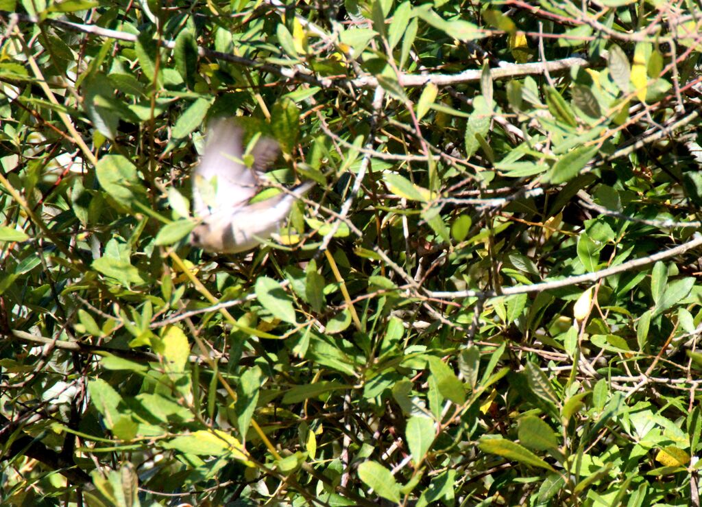 European Pied Flycatcher