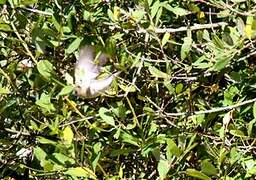 European Pied Flycatcher