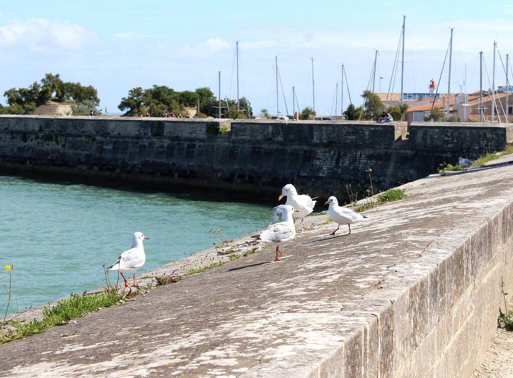 European Herring Gull