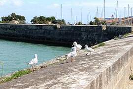 European Herring Gull