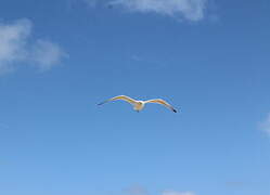 European Herring Gull