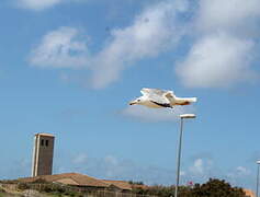 European Herring Gull