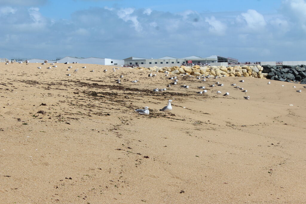 European Herring Gull