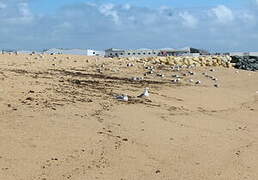 European Herring Gull