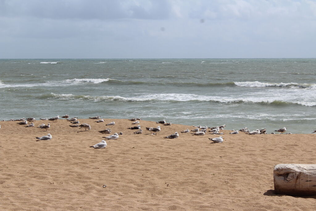 European Herring Gull