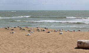 European Herring Gull