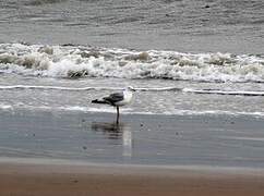 European Herring Gull