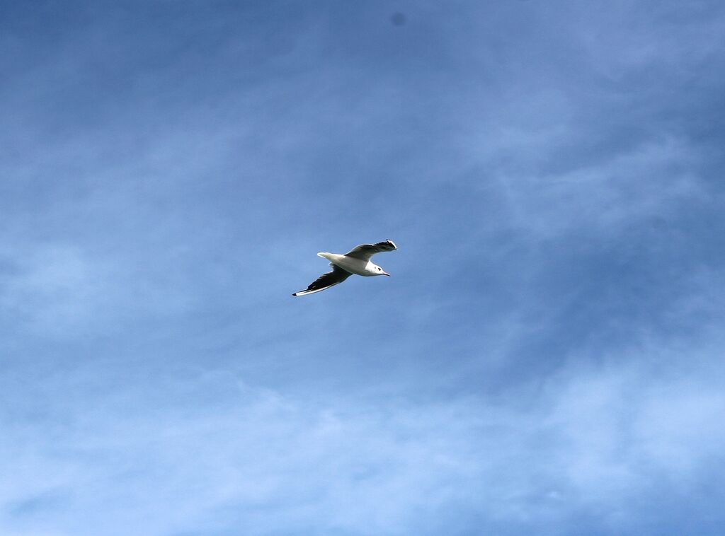 European Herring Gull