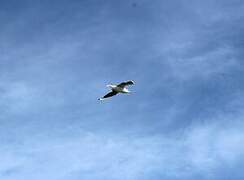 European Herring Gull