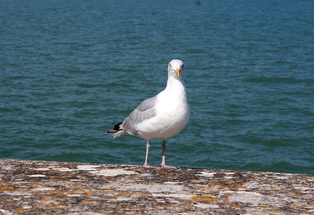 European Herring Gull