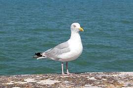 European Herring Gull