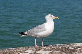 European Herring Gull