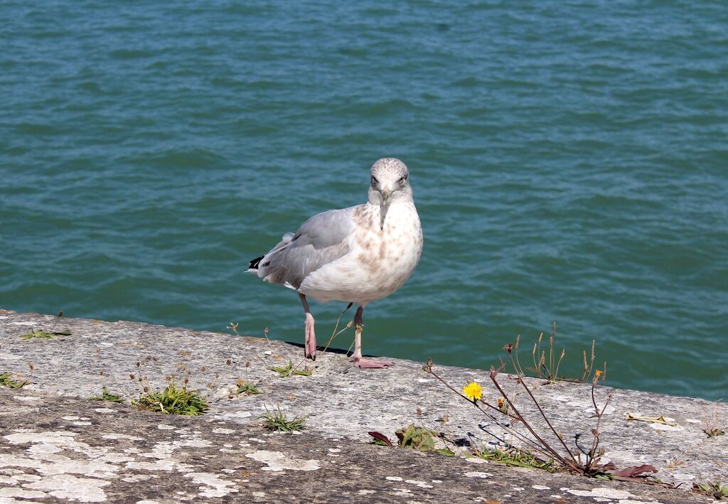 European Herring Gull