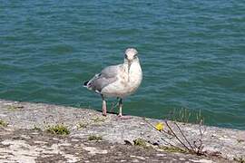 European Herring Gull