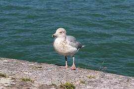 European Herring Gull