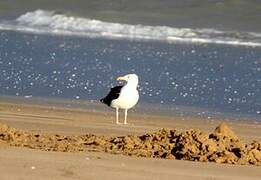 Lesser Black-backed Gull