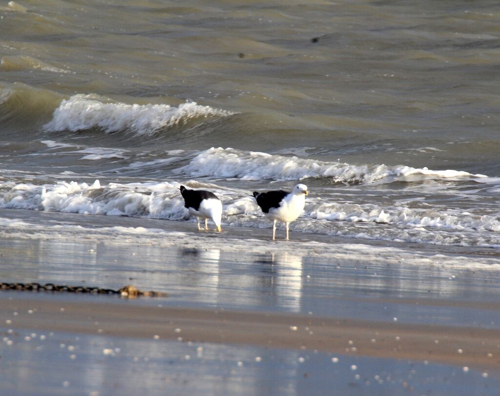 Lesser Black-backed Gull