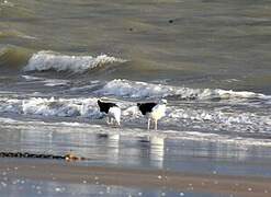 Lesser Black-backed Gull