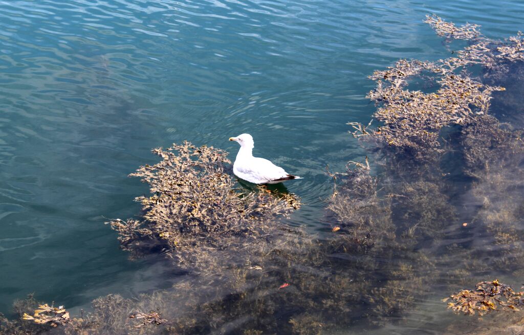 Common Gull