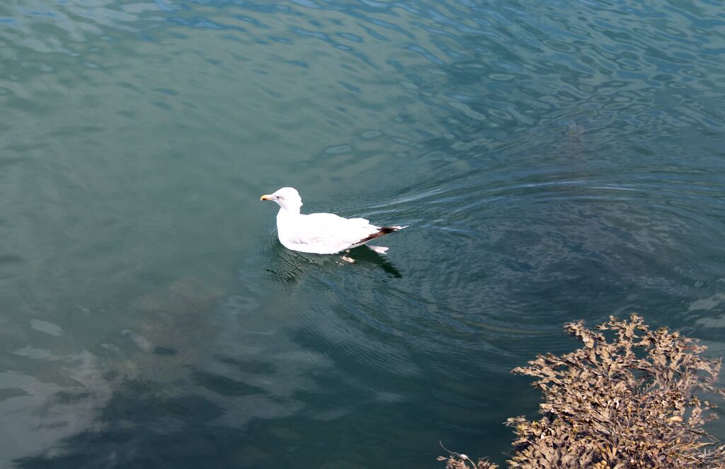 Common Gull