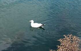 Common Gull