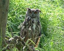 Eurasian Eagle-Owl