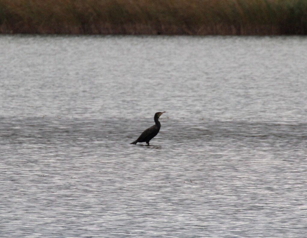 Great Cormorant