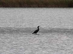 Great Cormorant