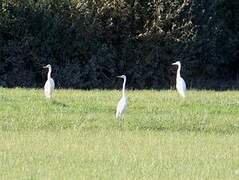 Grande Aigrette