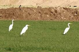 Grande Aigrette