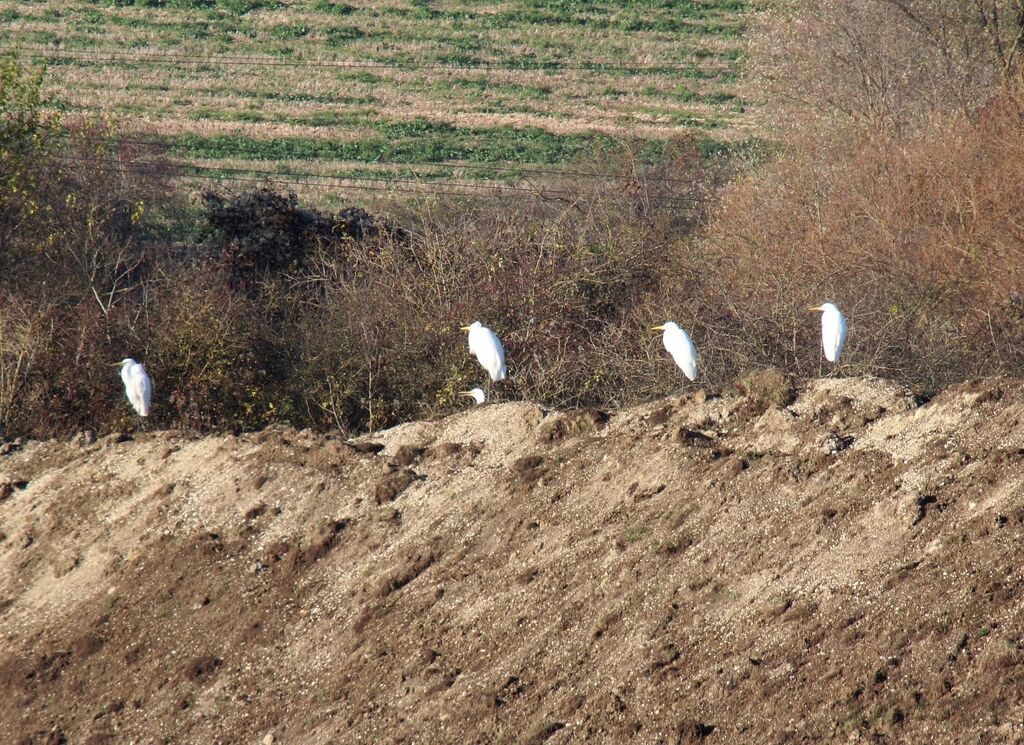 Great Egret