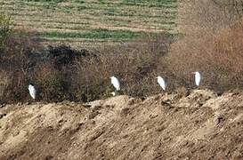 Grande Aigrette