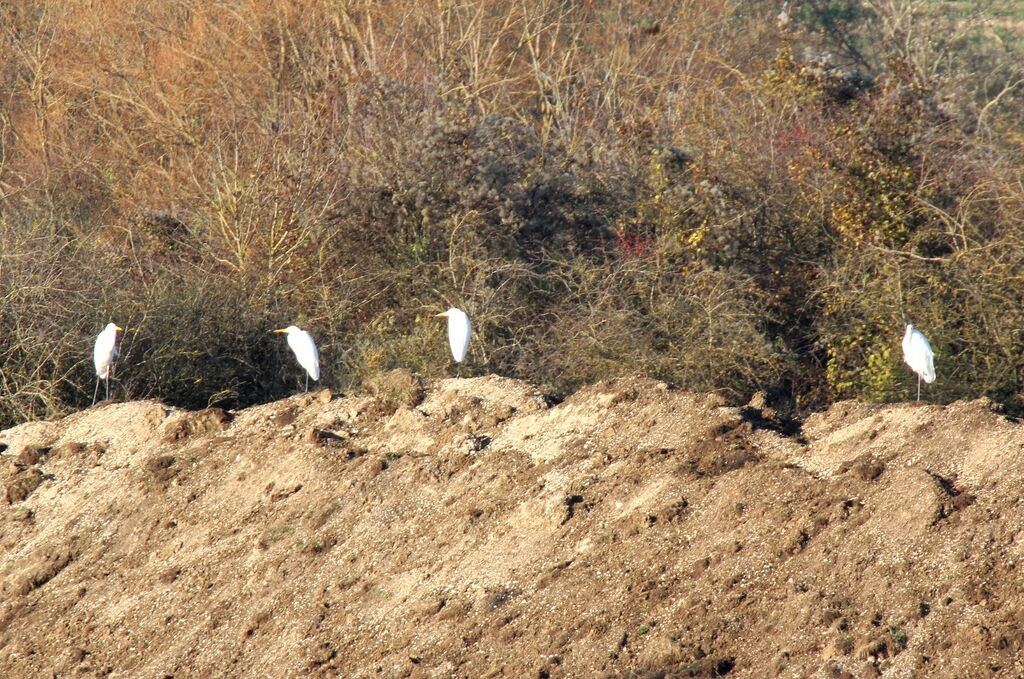 Grande Aigrette