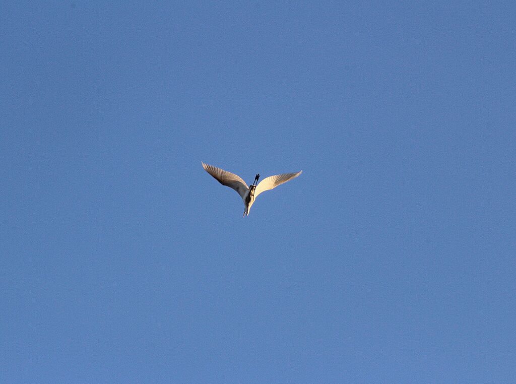 Grande Aigrette