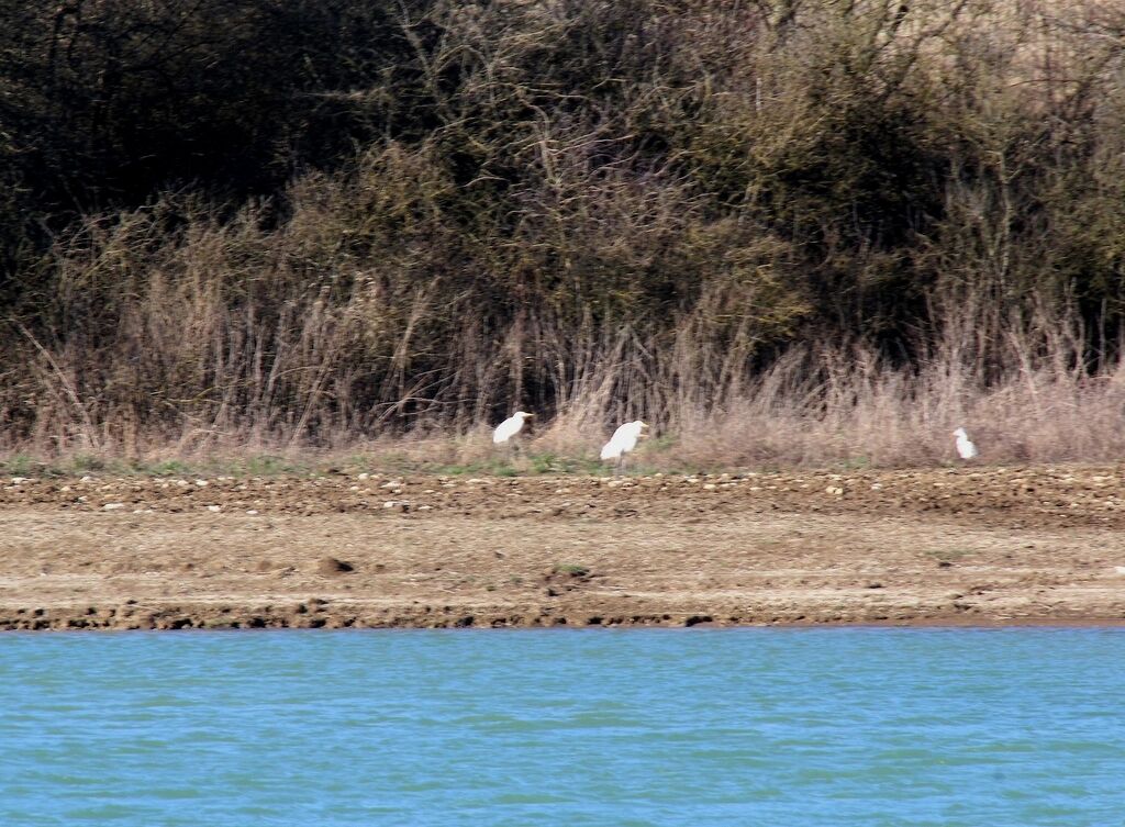 Grande Aigrette