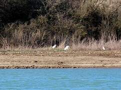 Great Egret