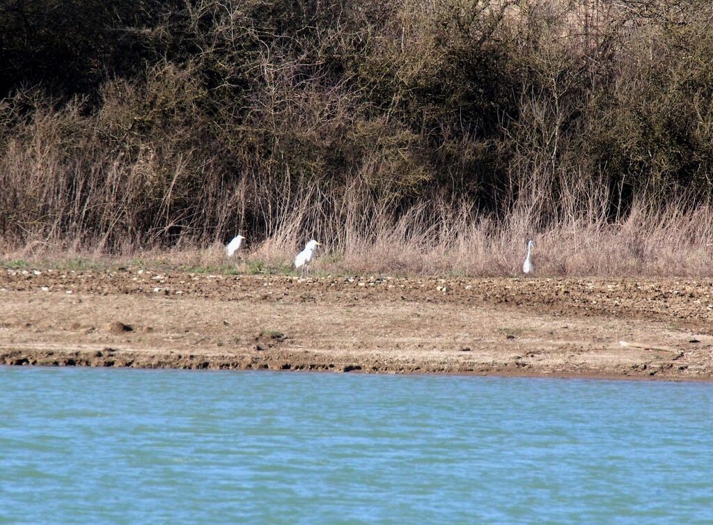 Grande Aigrette