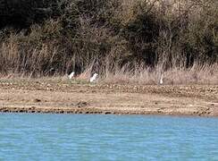 Grande Aigrette