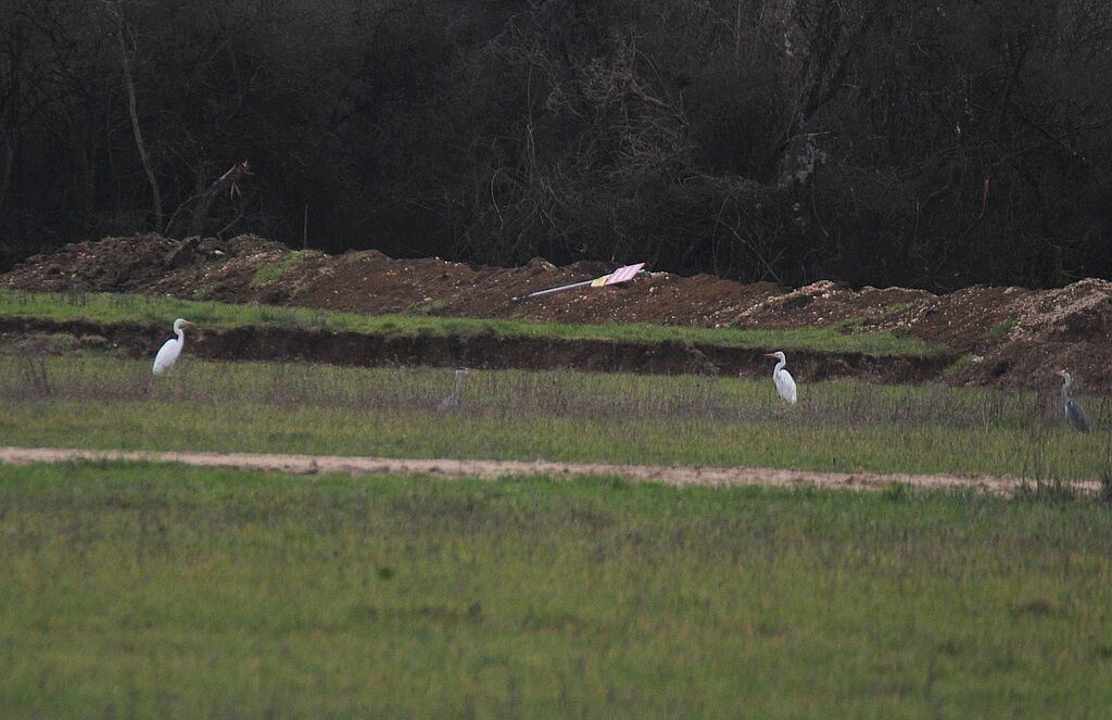 Great Egret