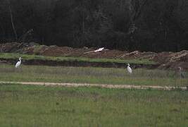 Great Egret