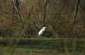 Grande Aigrette