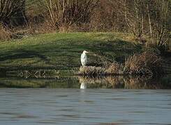 Grande Aigrette