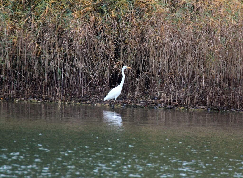 Grande Aigrette